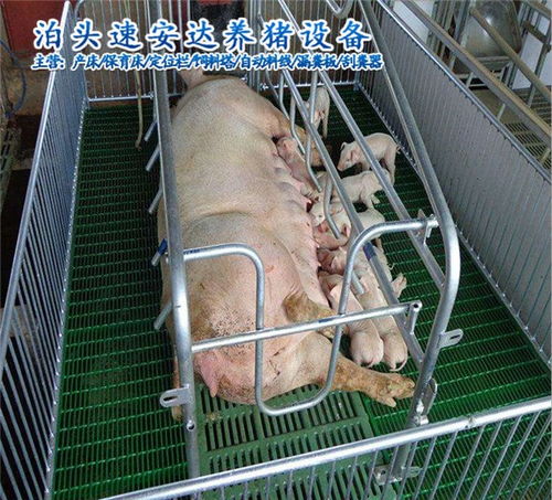 安国市猪漏粪板价格图片 速安达养猪设备