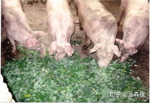 关于三全 金锣等品牌猪肉食品被检出非洲猪瘟,有个防疫措施是被大众忽视的